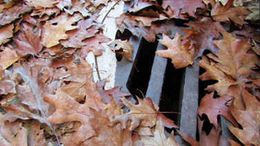 Stormwater drain partially covered with fallen leaves