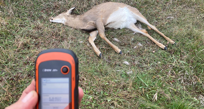 Ron Moen taking a GPS reading of the location of a dead deer
