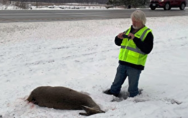 Researcher taking a photo of a deer that's been hit by a vehicle