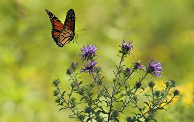 Monarch butterfly landing on a purple flower