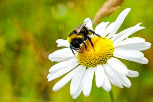Bee sitting on a daisy