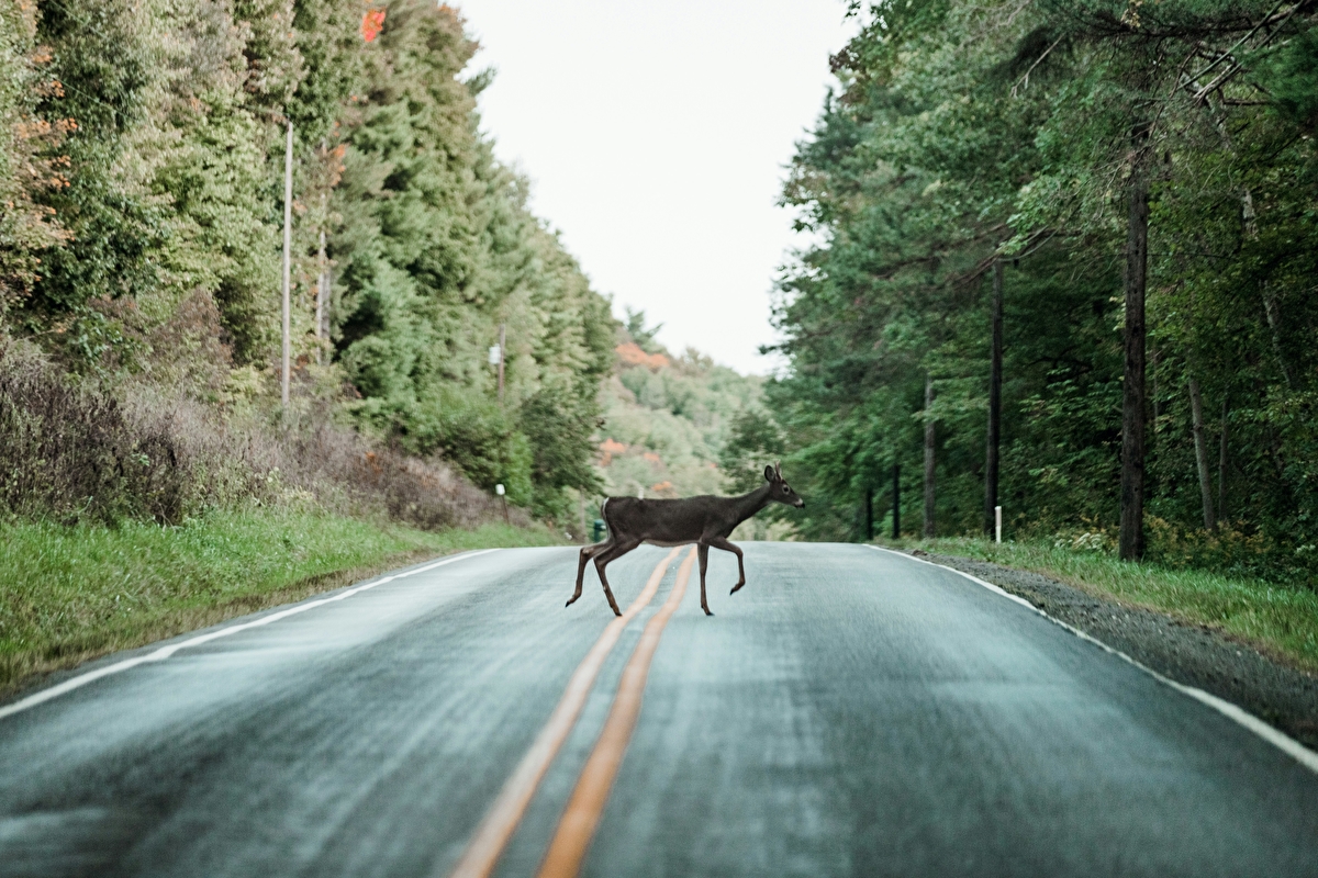 White-tailed deer crossing a paved road surrounded by thick trees