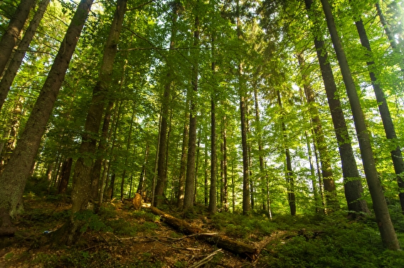 A dense green forest