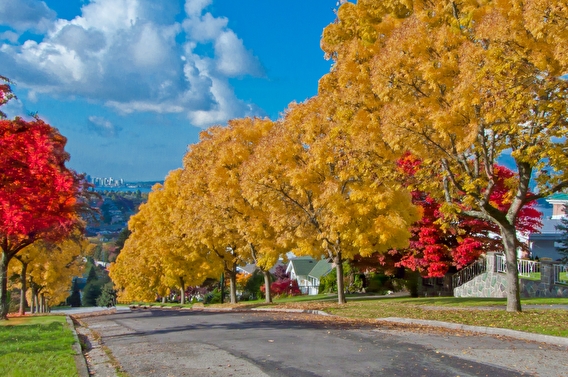 A tree-lined neighborhood street with bright fall colors