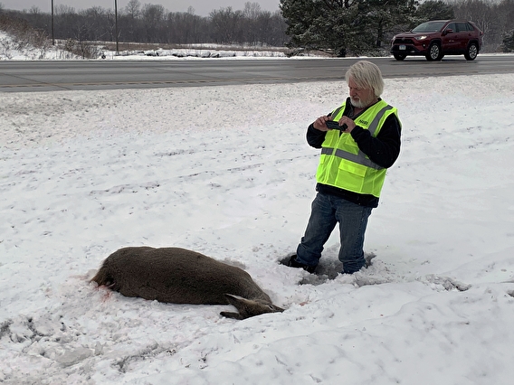 Researcher Ron Moen takes a photo of a deer hit by the side of a road