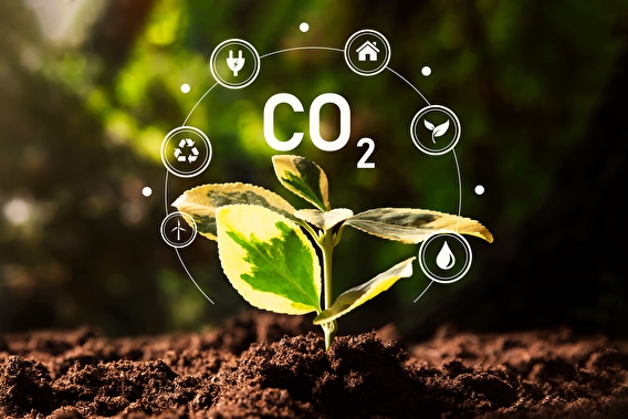 Green plant overlayed with a CO2 graphic