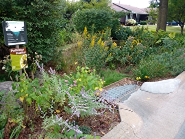 An Anoka County rain garden