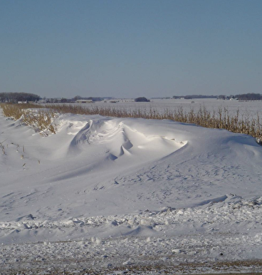 Standing corn row half-buried in drifted snow