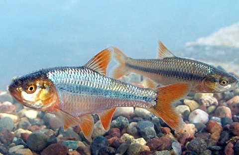 Two fish in stream